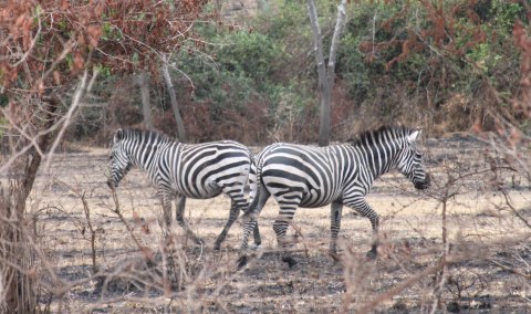 Image 4 Zebras at Lake Mboro Park
